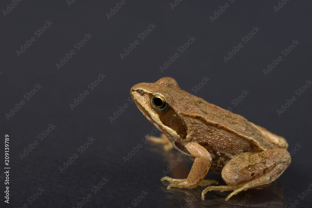 Frog on a black isolated background. Frog.
Frog on a black isolated background. Frog.
