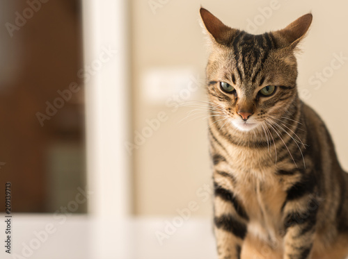 Fototapeta Naklejka Na Ścianę i Meble -  Beautiful feline cat at home. Domestic animal