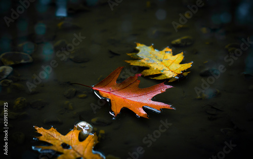 Eichenblatt schwimmt auf einer Lache im Wald photo