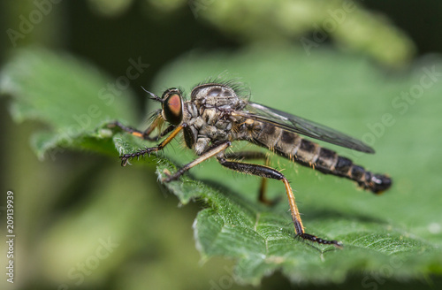 Neoitamus cyanurus - Common Awl Robberfly. photo