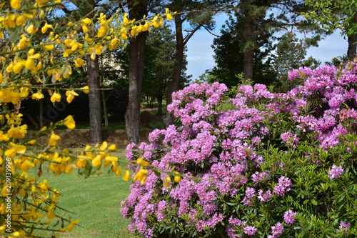 Forsythia et rhododendron dans un parc en Bretagne