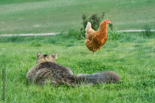 cat stalking a chicken