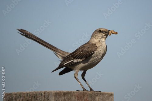 A Mockingbird (Mimus polyglottos) perches on a fence post in the morning sun. Mockingbirds are a group of New World passerine birds from the Mimidae family. 