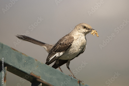 A Mockingbird (Mimus polyglottos) perches on a fence post in the morning sun. Mockingbirds are a group of New World passerine birds from the Mimidae family. 
