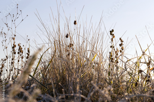 grass in the frost