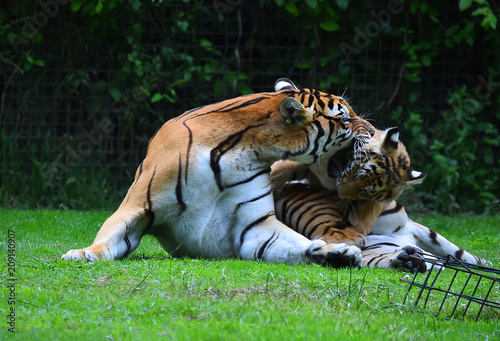 Fototapeta Naklejka Na Ścianę i Meble -  tigre siberiano