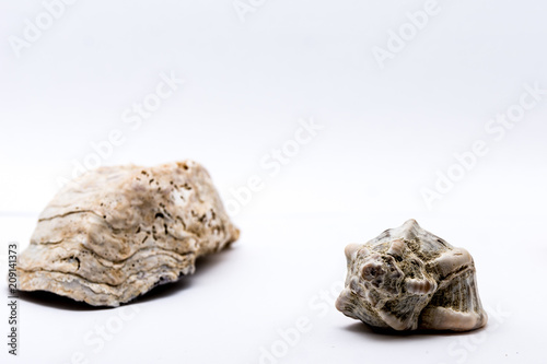 shells in the studio