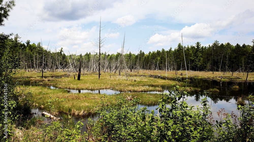 Obraz premium Photos taken in the great outdoors