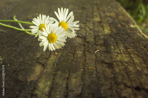 Macro three daisies lying on an old wooden brown board