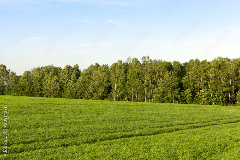 beautiful green grass