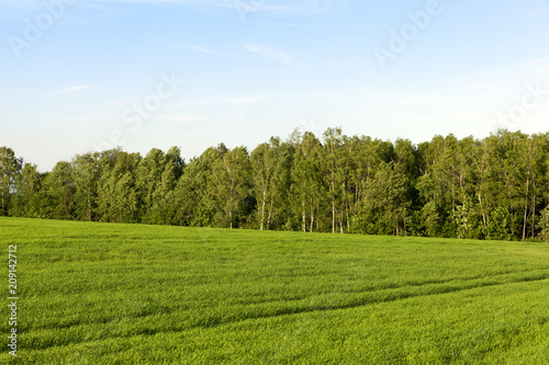 beautiful green grass
