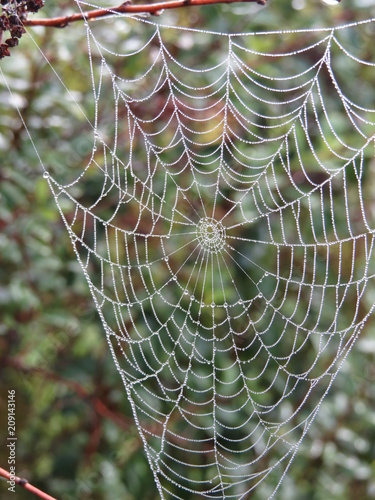Spider web