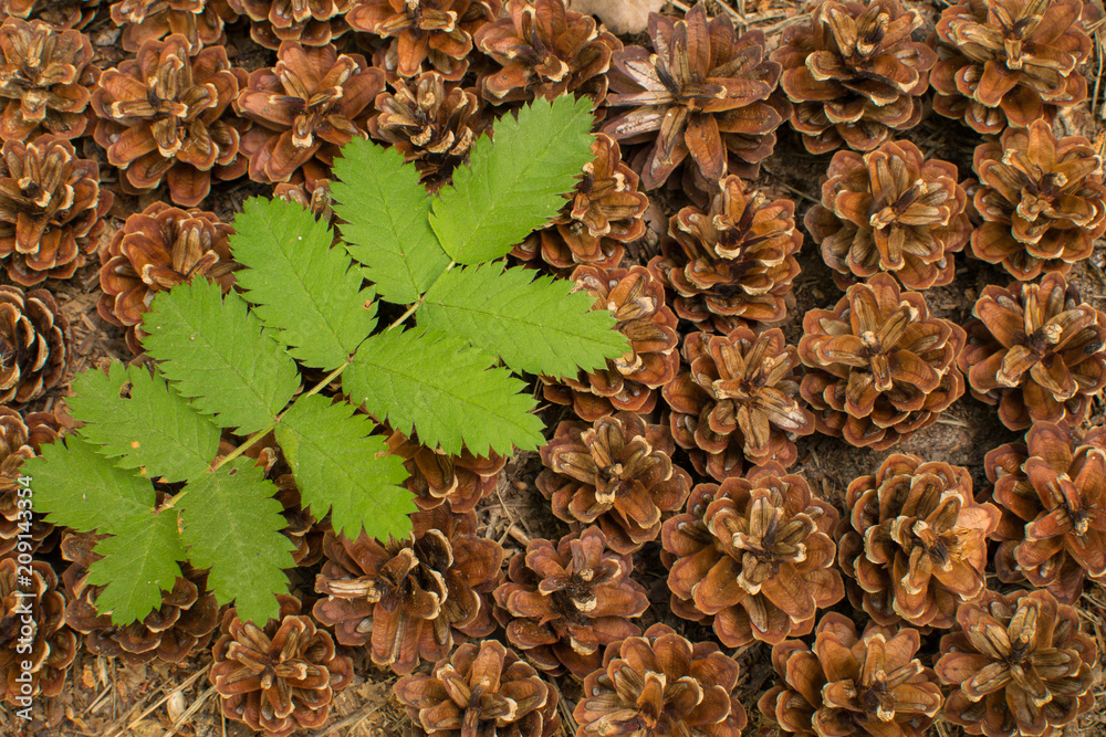 isolated leafy branch on top of pinecones. Forest floor isolated leafy branch on top of pinecones. Forest floor