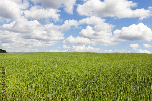 green field