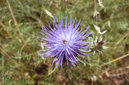 Top down close up of a spiky purple thistle (Cynareae) flower growing in the Algarve countryside, Portugal.