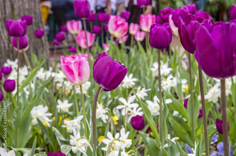 Purple and pink tulip field
