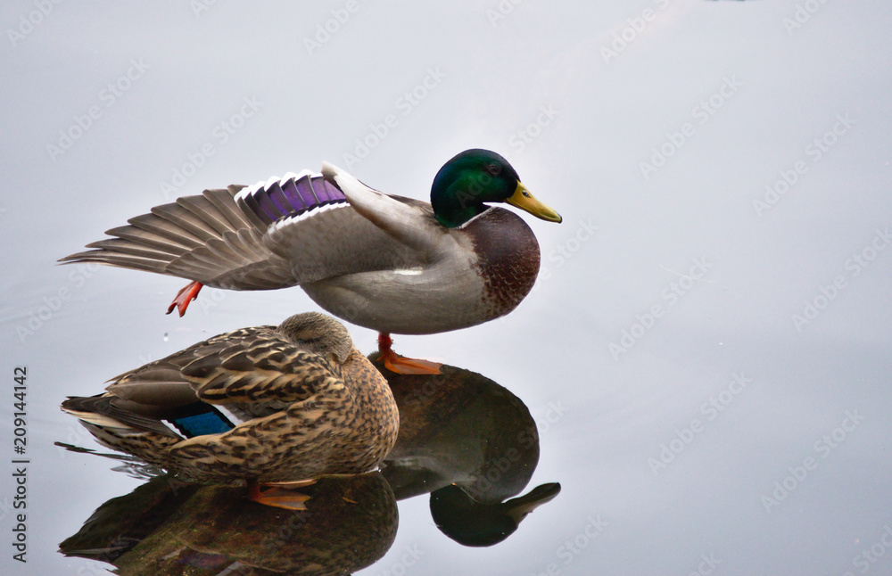 Obraz premium Mallard duck stretching out wing