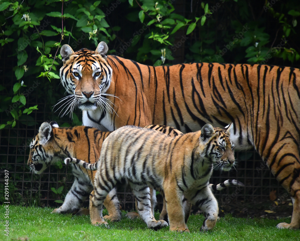tigre siberiano tigre siberiano