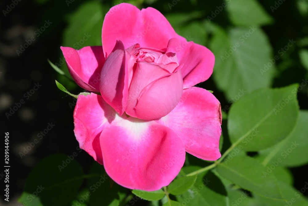 Not fully revealed rose bud of pink color with white in the sun on a background of green leaves of a rose