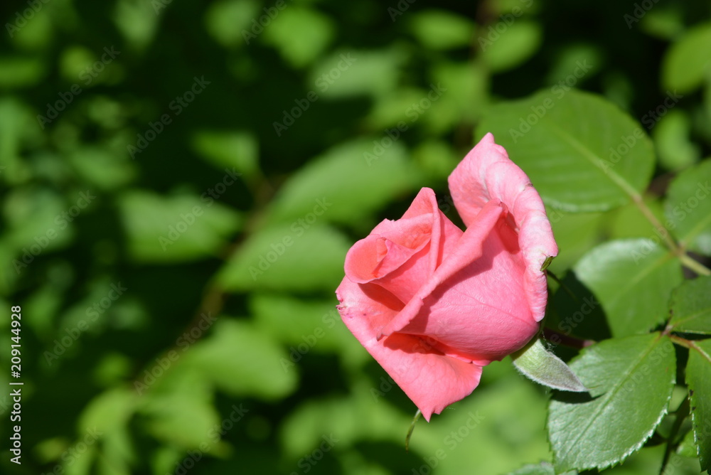 On the green background of the leaves there is a beautiful bud of wild rose with distinct leaves and petals