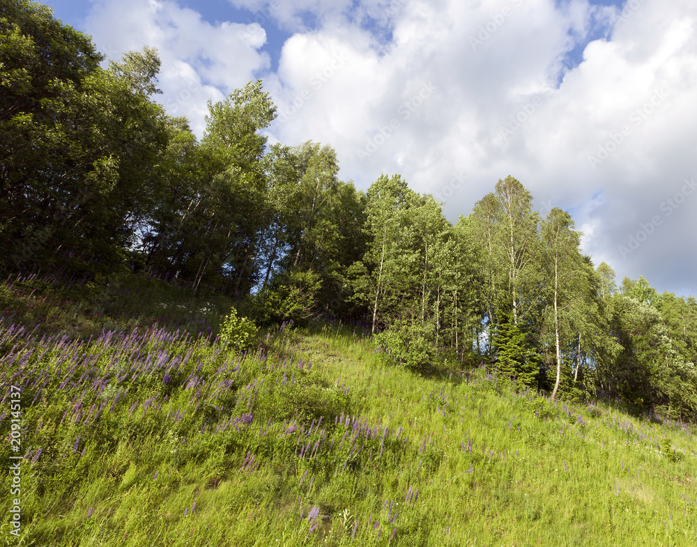 Obraz premium spring landscape