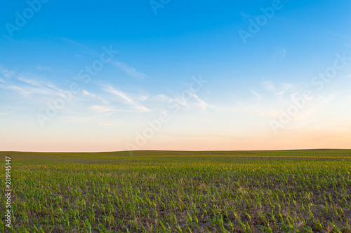 evening landscape with a golden sunset over a young corn field