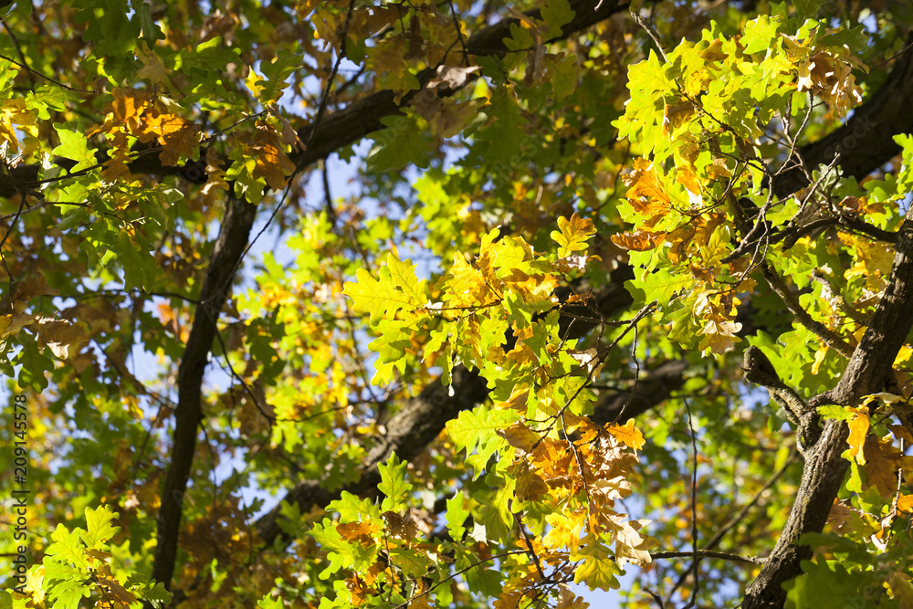 autumn oak leaves autumn oak leaves