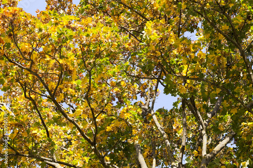 yellowed autumn oak