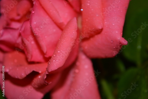Beautiful drops of water on the fluffy bud of the orange rose alley and beautiful lebesque her
