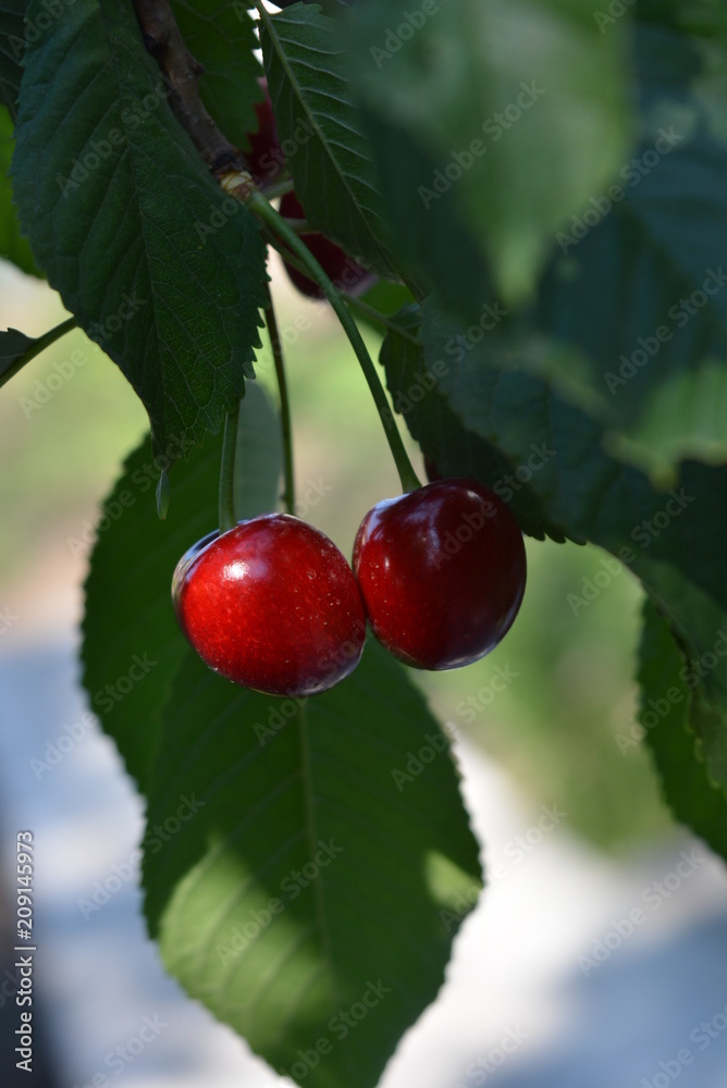 Beautiful large berries and bunches of cherries under the green leaves of sweet cherry and fruit on the branches of a tree Beautiful large berries and bunches of cherries under the green leaves of sweet cherry and fruit on the branches of a tree