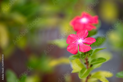 Fototapeta Naklejka Na Ścianę i Meble -  Pink flower on blurry background