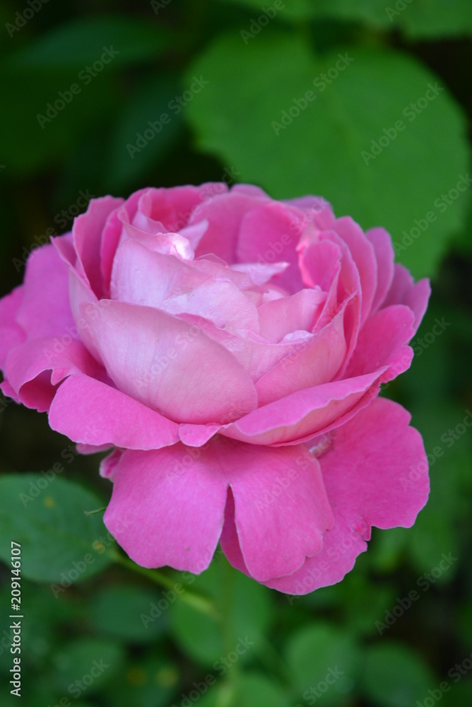 Beautiful pink rose neatly relaxed against a background of green leaves of flowers Beautiful pink rose neatly relaxed against a background of green leaves of flowers