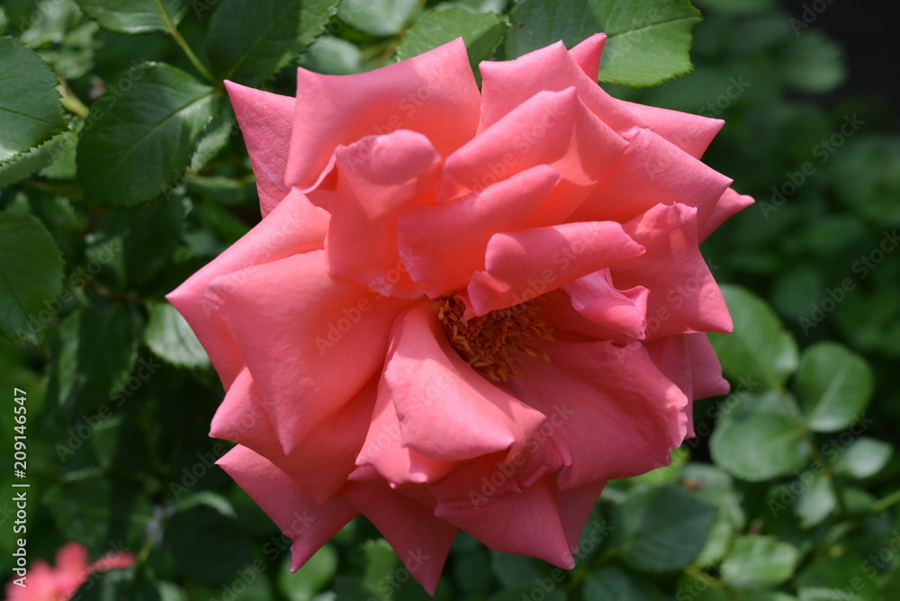 Beautiful leaves of a rose orange pink with a heart and tender petals against the background of green leaves of rose bushes Beautiful leaves of a rose orange pink with a heart and tender petals against the background of green leaves of rose bushes