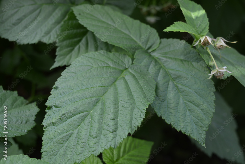 Green raspberry leaves with raspberry flowers on a black background Green raspberry leaves with raspberry flowers on a black background