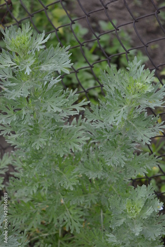 Wormwood gray in color against the rusty mesh background, very beautiful