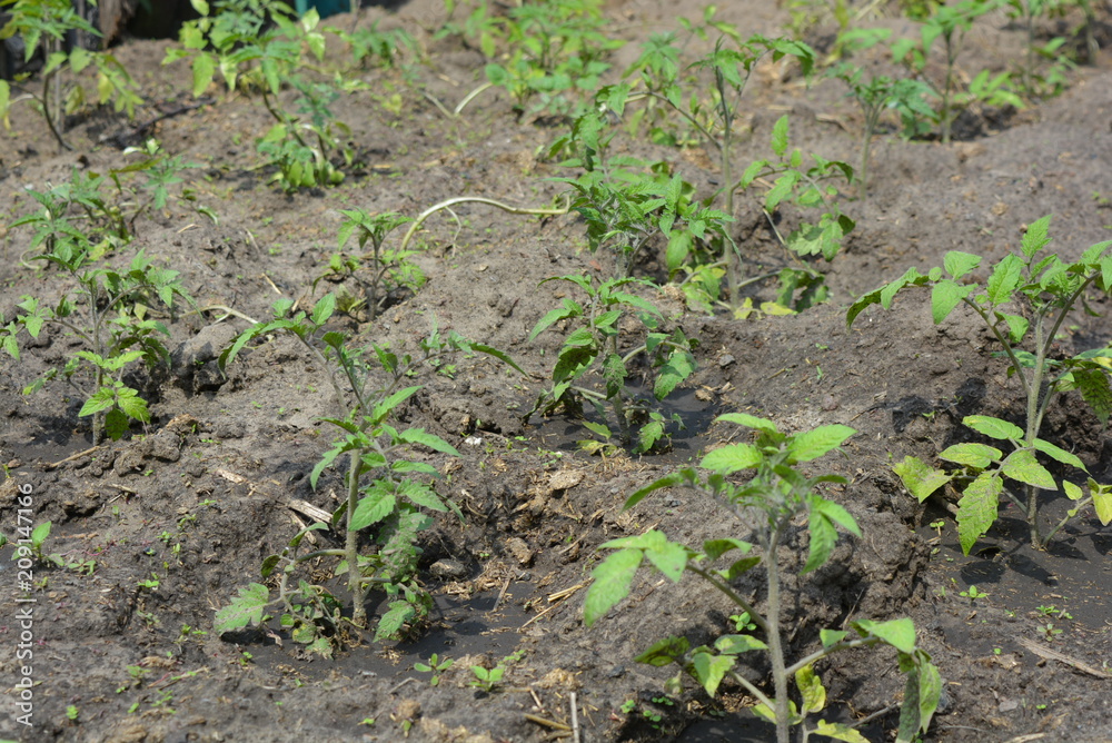Saplings of the ponders planted in soft fertilized soil with manure Saplings of the ponders planted in soft fertilized soil with manure