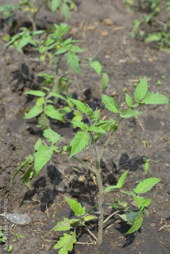 Saplings of the ponders planted in soft fertilized soil with manure