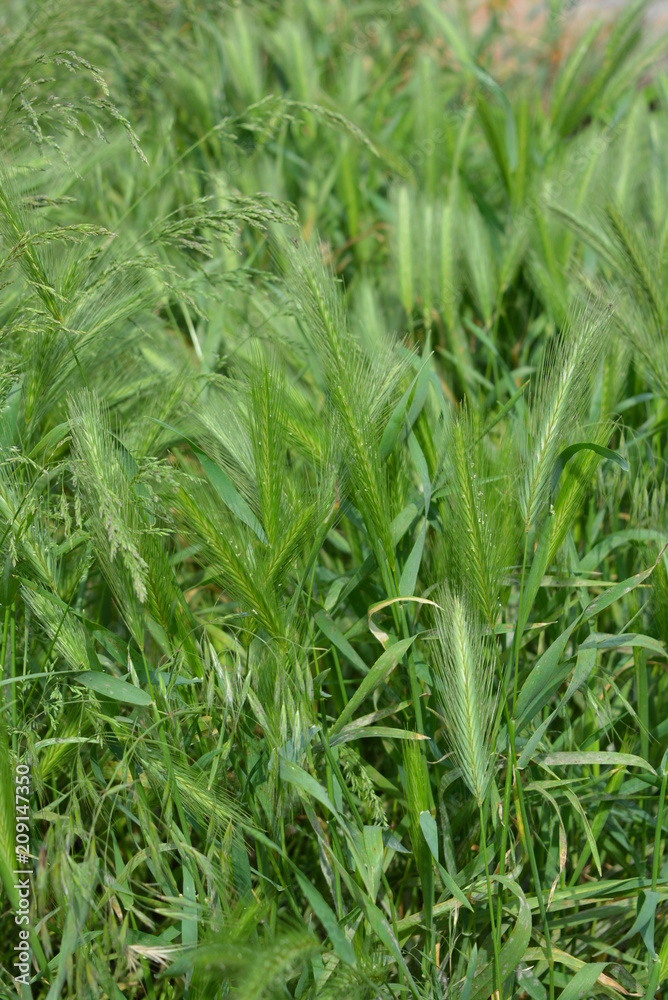 Green beautiful young spikelets of grass in the sun Green beautiful young spikelets of grass in the sun