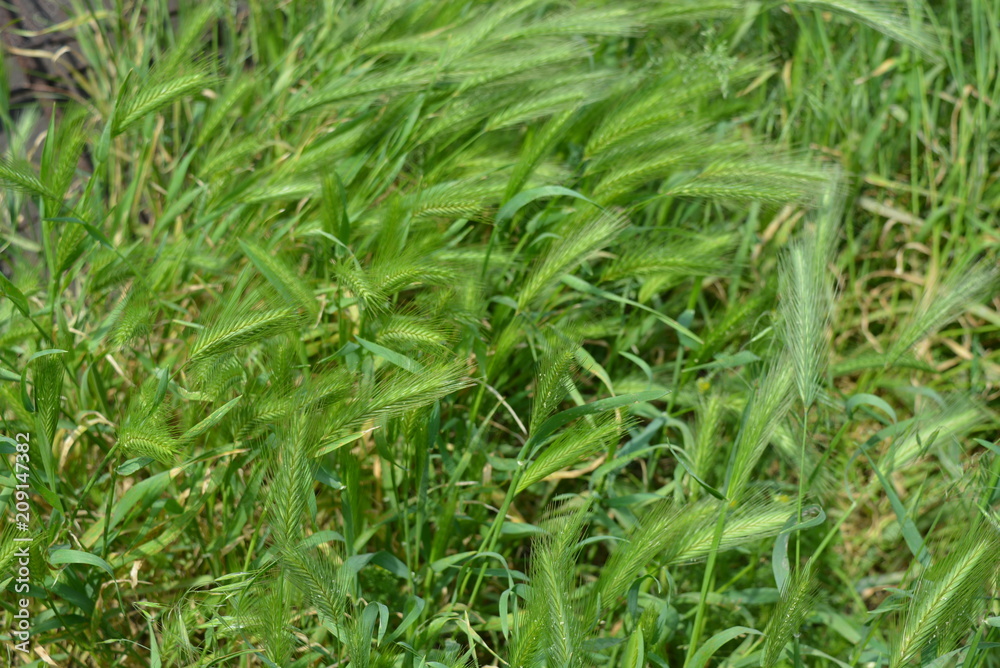 Green beautiful young spikelets of grass in the sun Green beautiful young spikelets of grass in the sun
