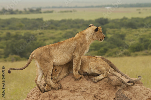 Peek-a-boo Lion Cubs