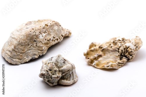 shells in the studio