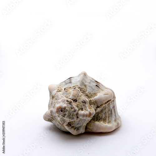 shell isolated in the studio