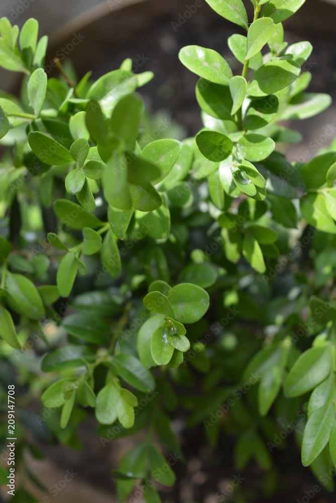 Green leaves and branches of boxwood with sun rays Green leaves and branches of boxwood with sun rays