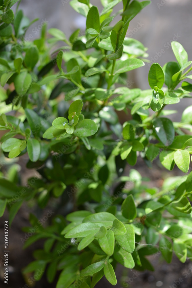 Green leaves and branches of boxwood with sun rays Green leaves and branches of boxwood with sun rays