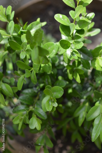 Green leaves and branches of boxwood with sun rays