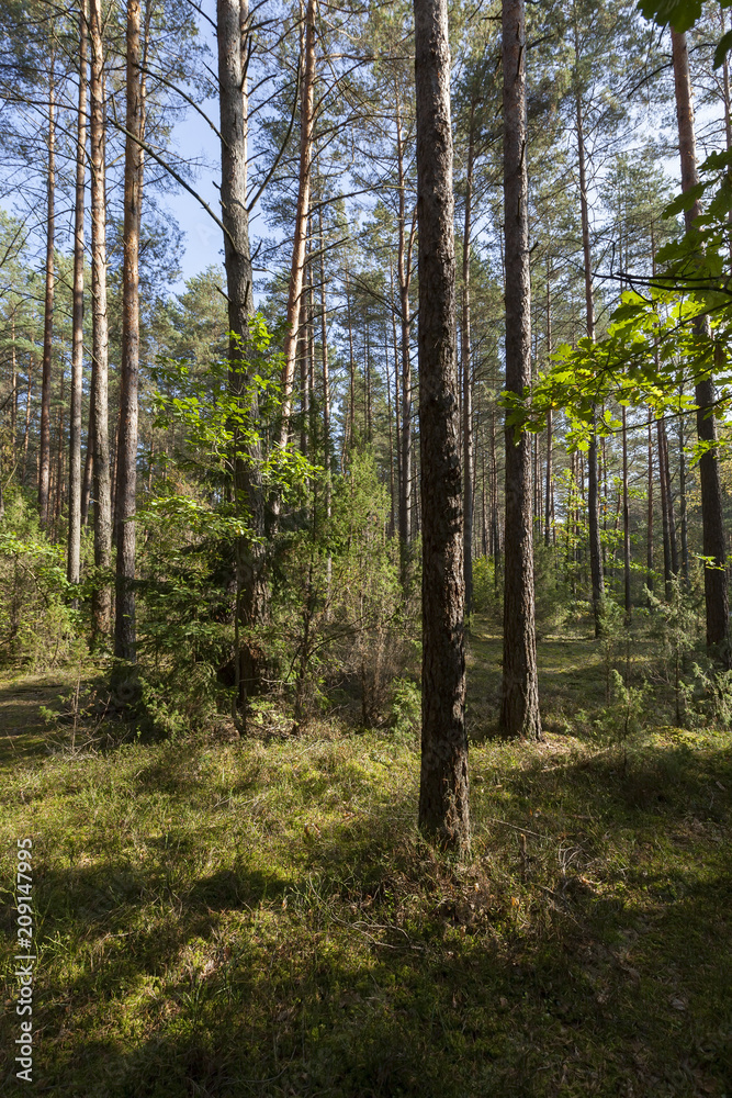 beautiful autumn forest