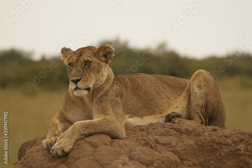Lioness on the Lookout