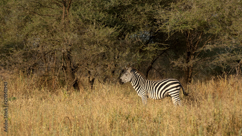 Zebra alone in the bush.