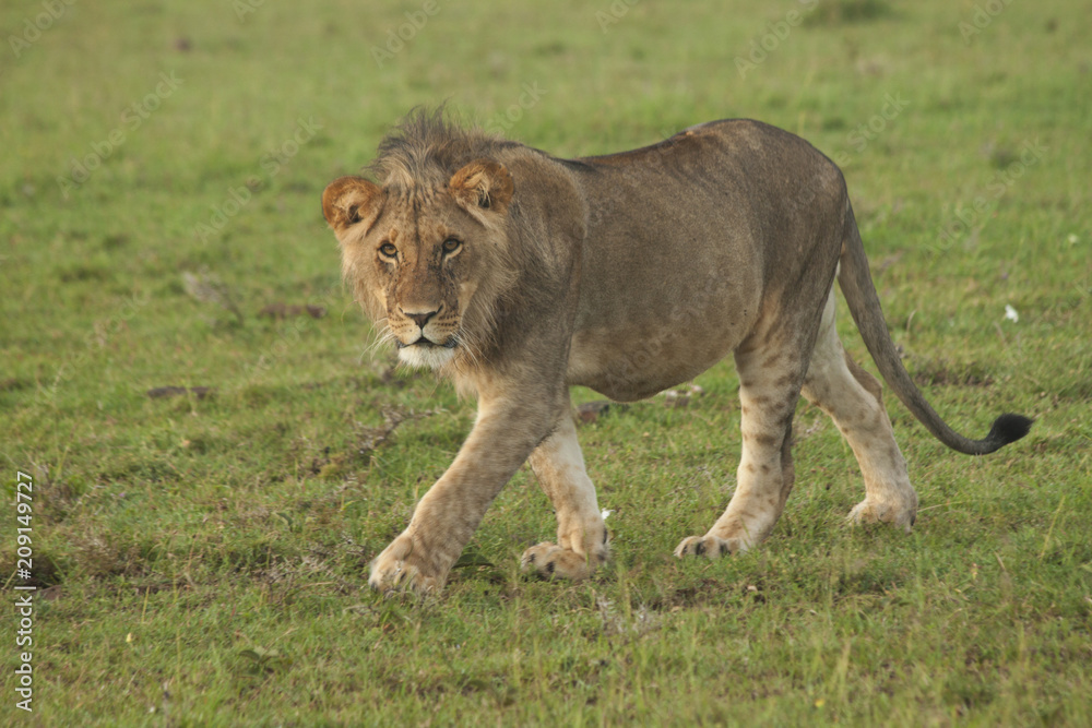 Obraz premium Young Lion on the Plain