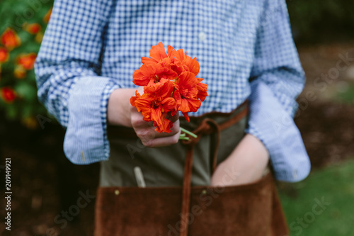 A gardener holding edible nasturtium flowers